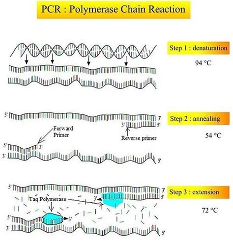Polymerase Chain Reaction / PCR- BioChemiThon
