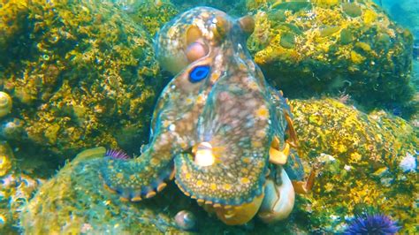 California Two Spot Octopus Encounters — OceanEarthGreen