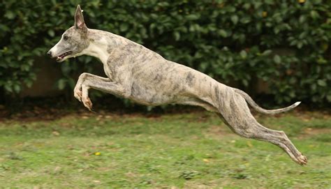 Iliopsoas Muscle Dog