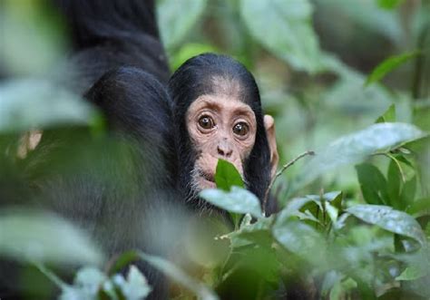 Visit to Uganda | Top Places & Wildlife Adventures in Africa - Tour ...