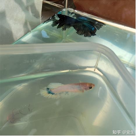 斗鱼怎么礼物翻倍最新素材