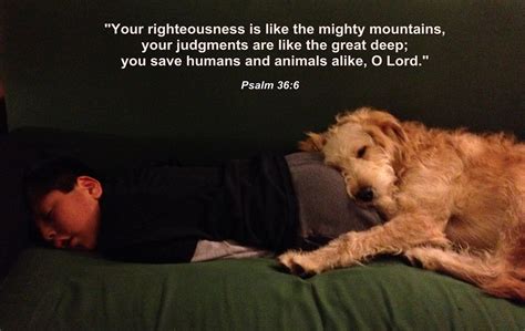 Are Pets In The Bible at Sienna Martinez blog