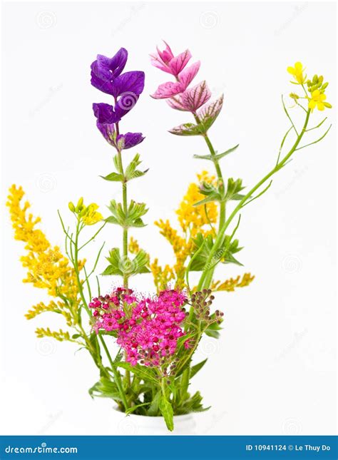 Wild flowers bouquet stock photo. Image of details, spikes - 10941124