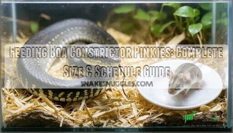 Image result for Boa Constrictor vs Python