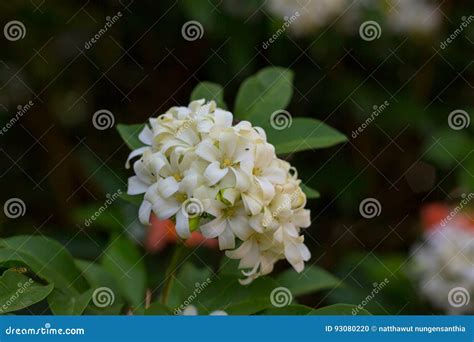 Philippine National Flower is the Gardenia Flower Glass or Sampaguita ...