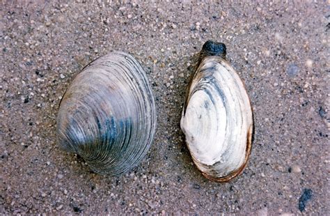 Image result for Clam with a Very Sharp Shell