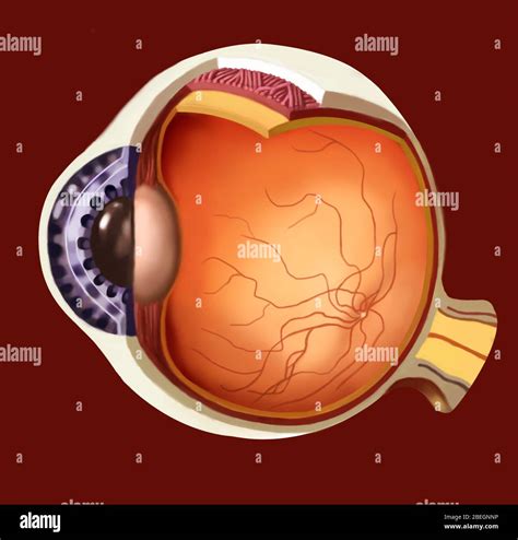 Cross section of the eye hi-res stock photography and images - Alamy