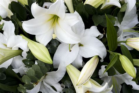 What Do White Lilies Mean In A Dream at James Madrigal blog