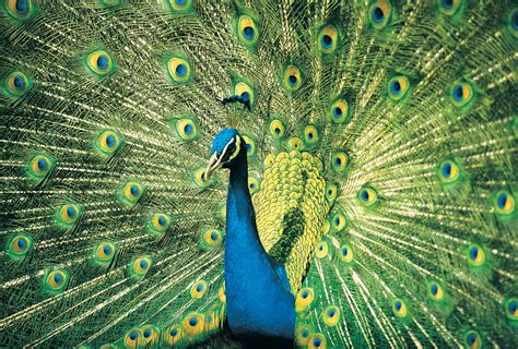 Peacock | Facts & Habitat | Britannica