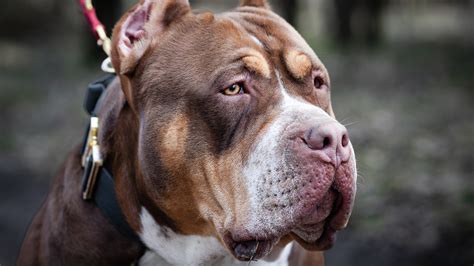 Xl American Bully