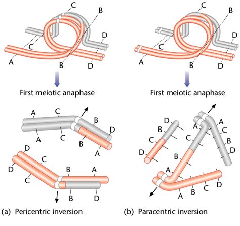 Image result for Inversion Loop Genetics