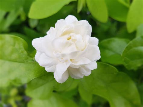 Jasmine | Description, Major Species, & Facts | Britannica