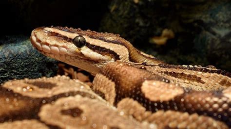 Retic Python Bite 的图像结果