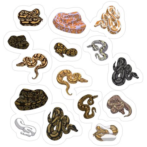 Image result for Ball Python Pattern