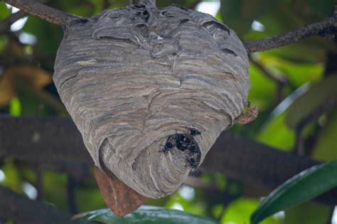 Hornet's Nest | What Do They Look Like & Are They Dangerous?
