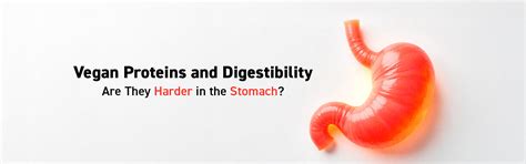 Vegan Proteins and Digestibility - Are They Harder in the Stomach ...