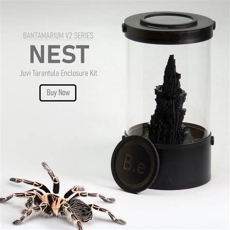 Grammostola Pulchripes: Chaco Golden Knee Tarantula Care