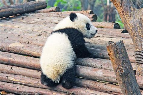 梦见熊猫是什么意思_周公解梦网