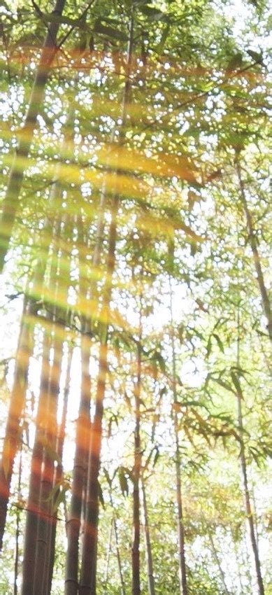 Image result for Spring Ambience Background