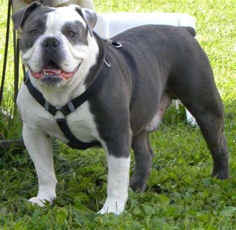 Blue Old English Bulldog