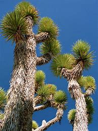 Image result for yucca brevifolia