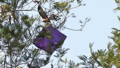 Manjha menace: In Okhla sanctuary, kite threads turn death traps for ...