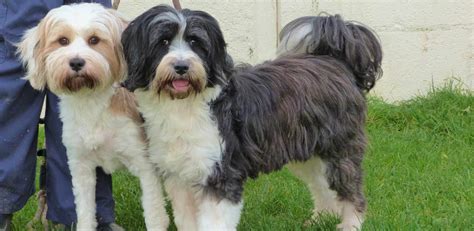 Tibetan Terrier - Dog Breed Guide (Personality, Health, Grooming etc.)