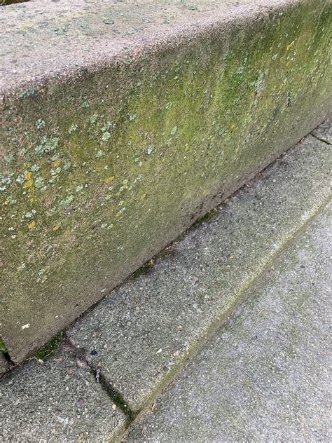 How to clean mold or mildew from concrete and stone - Homeowner ...