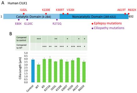 Functional Alterations in Ciliogenesis-Associated Kinase 1 (CILK1) that ...