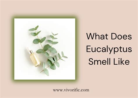 What Does Eucalyptus Smell Like