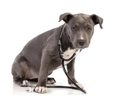 Puppy american staffordshire terrier on white isolated | Premium Photo