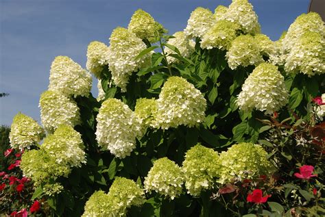 Hydrangea paniculata 'Limelight' PP12874 – Nurseries Caroliniana