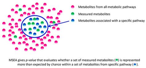 Metabolome Profiling in Aging Studies