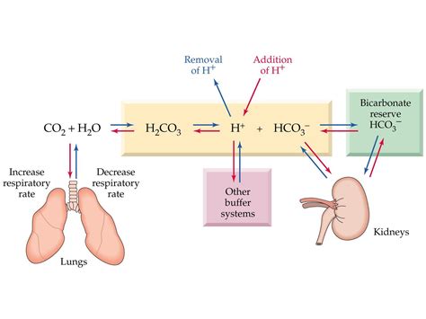 (MCAT favorite) VHY Bicarbonate Buffer System | Medical student ...