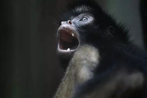 These 24 Species Of Animals Are On The Brink Of Extinction, Thanks To ...