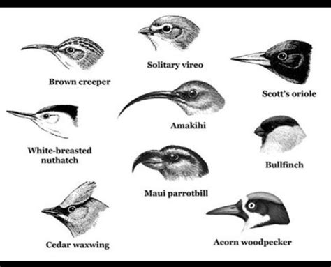 draw four types of beaks of birds . - Brainly.in