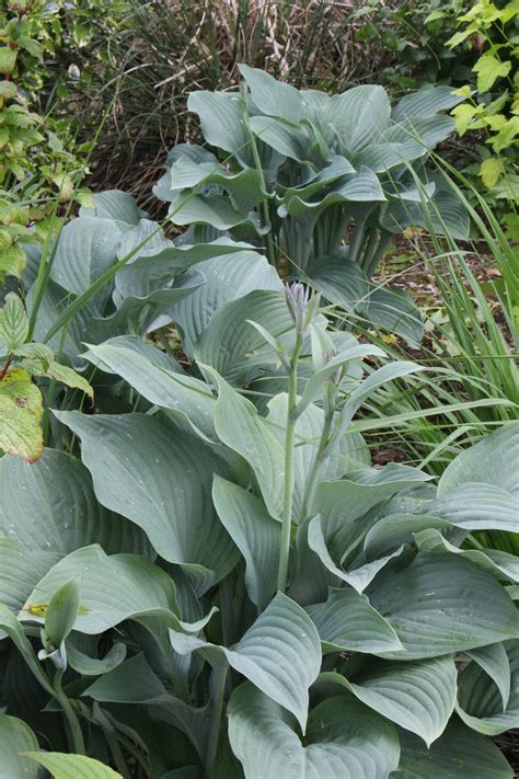 Hosta 'Krossa Regal' – Ballyrobert Gardens