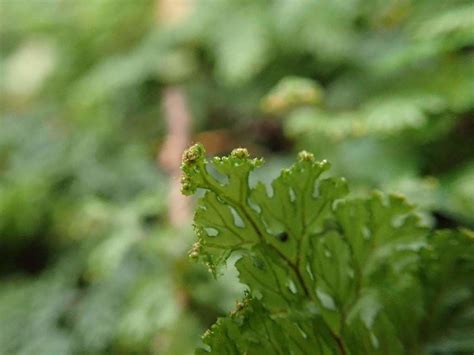 Hymenophyllum barbatum (Bosch) Baker | Plants of the World Online | Kew ...
