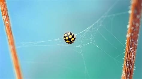 Download wallpaper 1920x1080 ladybug, bug, web, insect full hd, hdtv ...