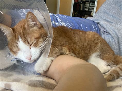 Paws 4 A Cure is an all-volunteer 501(c)(3) nonprofit organization that ...