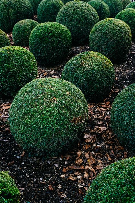 Buxus sempervivens, el arbusto ornamental perfecto para tu jardín