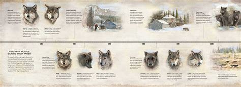 Omega Wolf Pack The Omega - Living with Wolves