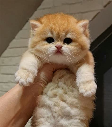 Smallest cats kittens Munchkin cats Beautiful cats tattoos cats wallpapers cats pose cats gifts ...