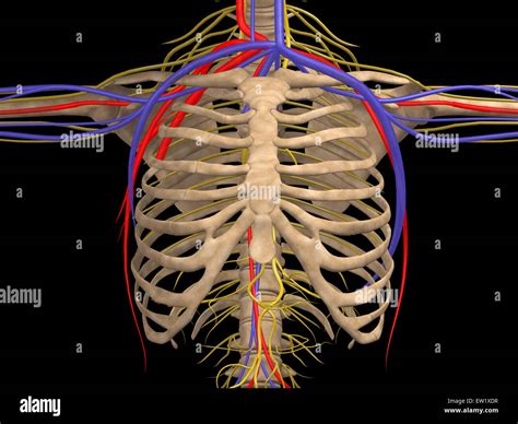 Vertebrosternal True Ribs Spinal Lab Test 1 Flashcards | Quizlet