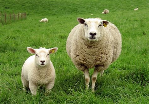 你家里有属羊的人吗？有你就不得了啦！恭喜！ | 新生活报 - ILifePost爱生活