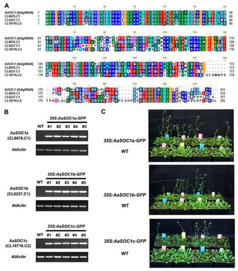 Identification and Characterization of MIKCc-Type MADS-Box Genes in the ...