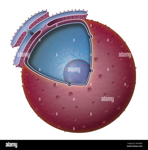 Structure of Nucleus Stock Photo - Alamy