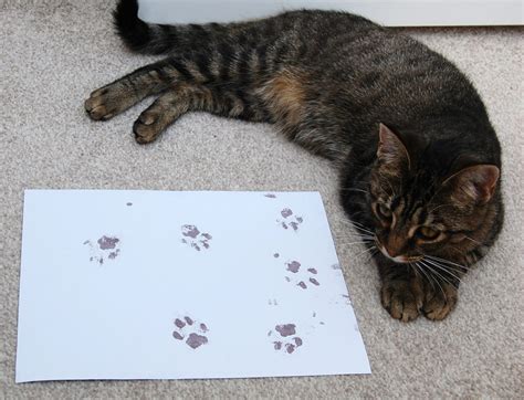 How To Print Cat Paw