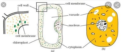 5. In which plant bark cells were observed for the first time? Draw the ...