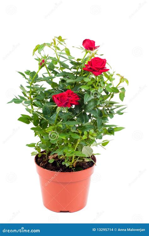 White Roses In Pots at Judith Poche blog